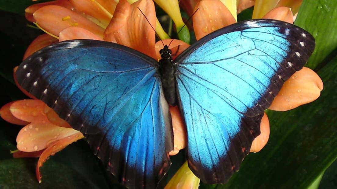 Stratford Butterfly Farm